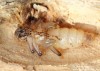 kousavec dvoupáskovaný (Brouci), Rhagium bifasciatum, Cerambycidae, Rhagiini (Coleoptera)